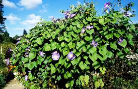 Image result for Ipomoea Heavenly Blue