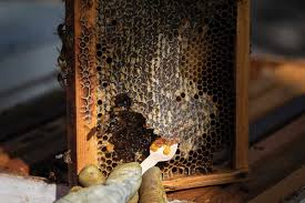 Image result for Boccia In Epsom & Ewell (Bees)