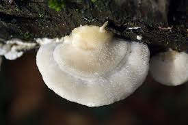 Attēlu rezultāti vaicājumam “Trametes hirsuta”