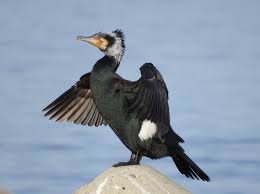 Image result for Phalacrocorax carbo