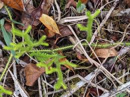 Attēlu rezultāti vaicājumam “Lycopodiaceae”