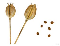 Attēlu rezultāti vaicājumam “Tulipa sylvestris”