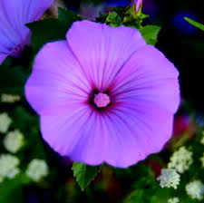 Image result for Lavatera trimestris