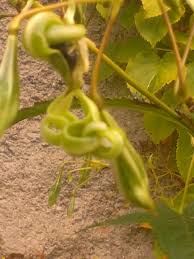 Attēlu rezultāti vaicājumam “Impatiens glandulifera fruit”