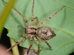 Attēlu rezultāti vaicājumam “Anyphaena accentuata male”