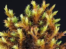 Attēlu rezultāti vaicājumam “Schistidium apocarpum”