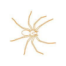 Attēlu rezultāti vaicājumam “Arachnida”