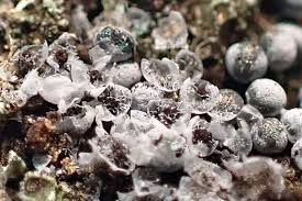 Attēlu rezultāti vaicājumam “Badhamia lilacina spores”