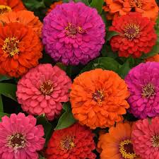 Image result for Zinnia elegans
