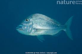 Image result for Calamus bajonado