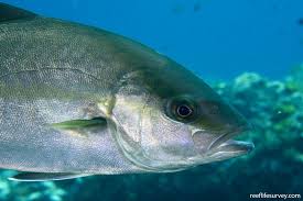 Image result for Seriola dumerili