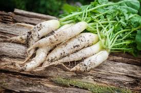 Image result for Rettich