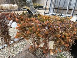 Attēlu rezultāti vaicājumam “Sedum rupestre leaf”