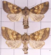 Attēlu rezultāti vaicājumam “Gortyna flavago”