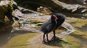 Attēlu rezultāti vaicājumam “Gallinula chloropus juvenile”