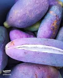 Attēlu rezultāti vaicājumam “Cinna latifolia fruit”