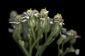 Attēlu rezultāti vaicājumam “Achillea millefolium bud”