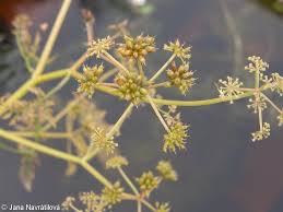 Attēlu rezultāti vaicājumam “Oenanthe aquatica flower”