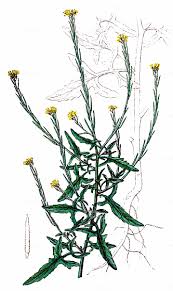 Attēlu rezultāti vaicājumam “Sisymbrium volgense”