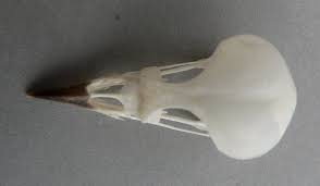 Image result for Dendroica magnolia