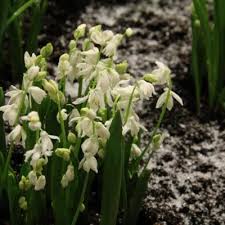 Attēlu rezultāti vaicājumam “Forsythia viridissima flower”