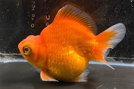 Image result for 出目金