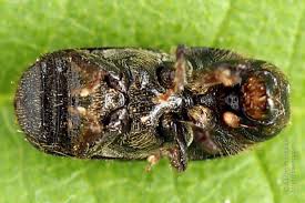 Attēlu rezultāti vaicājumam “Scolytus ratzeburgi”