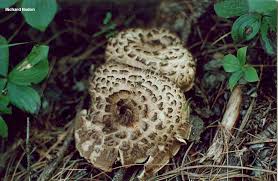 Attēlu rezultāti vaicājumam “Sarcodon imbricatum”