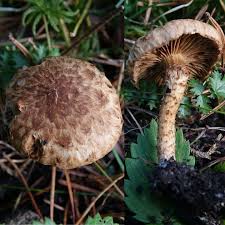 Attēlu rezultāti vaicājumam “Lactarius necator”