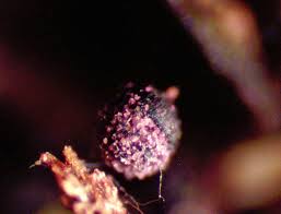 Attēlu rezultāti vaicājumam “Cribraria violacea stalked”