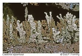 Attēlu rezultāti vaicājumam “Cladonia stygia”