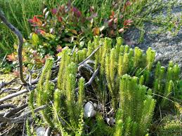 Attēlu rezultāti vaicājumam “Huperzia selago”