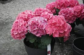 Image result for Ildblomkarse