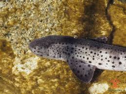 Image result for Scyliorhinus stellaris