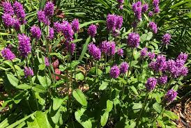 Attēlu rezultāti vaicājumam “Stachys officinalis”