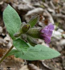 Attēlu rezultāti vaicājumam “Pulmonaria obscura leaf”