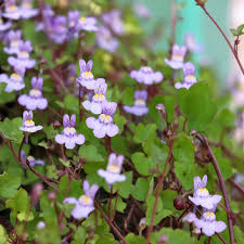Attēlu rezultāti vaicājumam “Cymbalaria muralis flower”