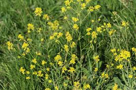 Attēlu rezultāti vaicājumam “Rorippa sylvestris”