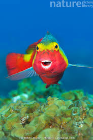 Image result for Sparisoma cretense