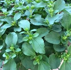Image result for Stevia rebaudiana