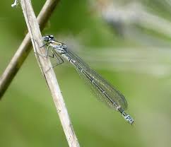 Attēlu rezultāti vaicājumam “Coenagrion armatum female”