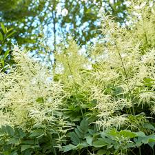 Image result for Aruncus dioicus
