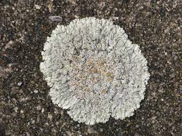 Attēlu rezultāti vaicājumam “Lecanora muralis”