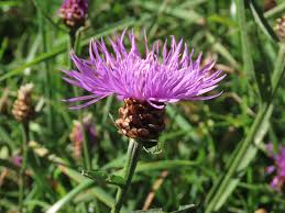 Attēlu rezultāti vaicājumam “Centaurea jacea leaf”