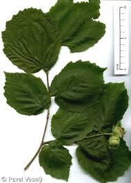Attēlu rezultāti vaicājumam “Corylus avellana leaf”