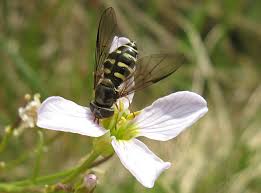 Attēlu rezultāti vaicājumam “Griselda ustomaculana”