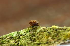 Attēlu rezultāti vaicājumam “Dianema depressum plasmodium”