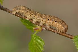 Attēlu rezultāti vaicājumam “Noctua fimbriata”