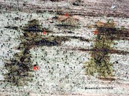 Attēlu rezultāti vaicājumam “Chaenotheca brunneola”