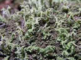 Attēlu rezultāti vaicājumam “Cladonia parasitica”